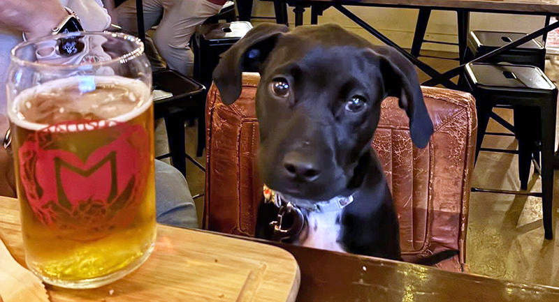 Macushla Brewing Co., Glenview